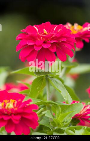 Zinnia Zahara Profusion Doppelter Kopf mit heißen Kirschblüten Dunkelrosa Blütenblätter, gelber Pollen im Garten, selektiver Fokus Stockfoto