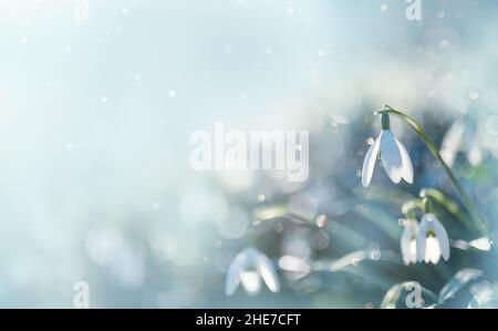 Frühling Schneeglöckchen Blumen mit Wassertropfen im Frühlingswald Stockfoto