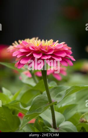 Ein halbdoppelter, rosafarbenes Zinnia-Gemeine selektiver Fokus in einem Sommergarten Stockfoto