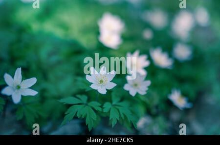 Weiße Blumen im Wald, blühender Frühlingswald Stockfoto