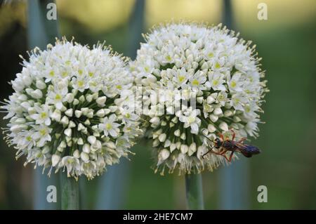 Eine akribische Wespe untersucht die komplexe, kugelförmige Struktur eines weißen Riesen-Alliums in voller Blüte. Stockfoto