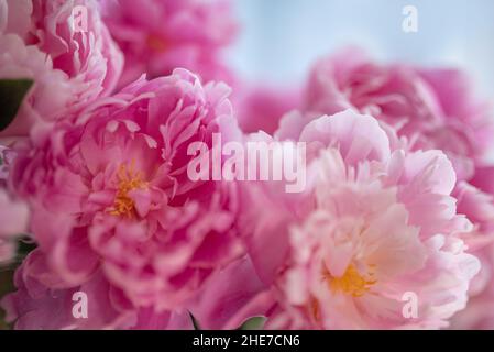 Blassrosa Pfingstrose auf weißem Hintergrund. Stockfoto