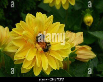 Seerosen-Dahlien mit leuchtend gelben Blütenblättern und Orange Pollen Center zieht zwei Hummeln an, die sich in einem Dahlia-Garten bestäuben Stockfoto