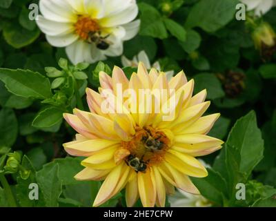 Seerosen-Dahlien mit leuchtend gelben Blütenblättern mit rosa Spitzen und Orange Pollen Center zieht zwei Hummeln an, die in einem Dahlia-Garten bestäuben Stockfoto