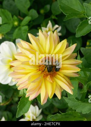 Seerosen-Dahlien mit leuchtend gelben Blütenblättern mit rosa Spitzen und Orange Pollen Center zieht zwei Hummeln an, die in einem Dahlia-Garten bestäuben Stockfoto