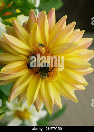 Seerosen-Dahlien mit leuchtend gelben Blütenblättern mit rosa Spitzen und Orange Pollen Center zieht zwei Hummeln an, die in einem Dahlia-Garten bestäuben Stockfoto