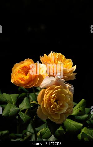 Große Goldene Blüte Rosenblüten Englische Rosen Gelbe Goldene Blütenblätter Rosa Ausgold Clusters Stockfoto