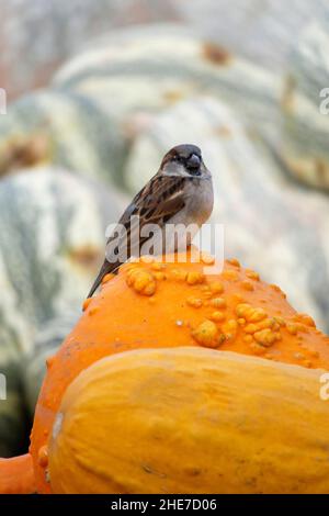 Sperling Vogel thronte auf einem warty Orange Gourd in einem Kürbis Patch von grün und weiß gestreiften Winter Squash Cushaw Stockfoto