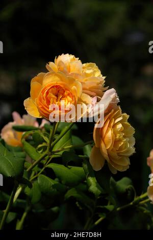 Große Goldene Blüte Rosenblüten Englische Rosen Gelbe Goldene Blütenblätter Rosa Ausgold Clusters Stockfoto