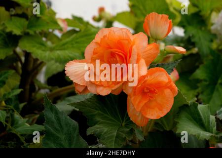 Ansammlung von Picotee-Begonien in hellorange, Aprikosen-tuberöse Begonien blüht in einem Garten mit gerafften Kanten in dunklem Orange Stockfoto