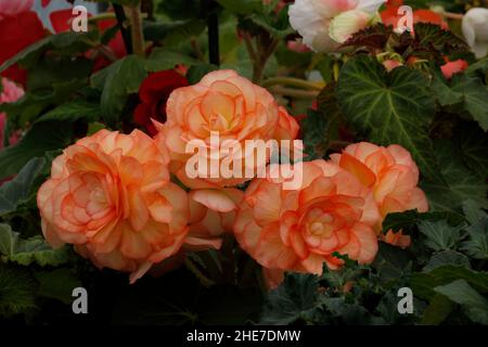 Ansammlung von Picotee-Begonien in hellorange, Aprikosen-tuberöse Begonien blüht in einem Garten mit gerafften Kanten in dunklem Orange Stockfoto