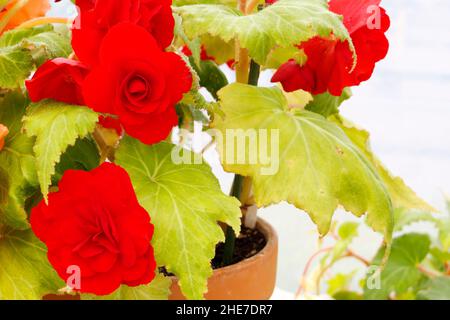 Rote Begonien, tiefrote tuberöse Begonien, auch Non-Stop, Double Red Petals, Roseform, Ruffled Red, Aufrechte Topfblumen Stockfoto