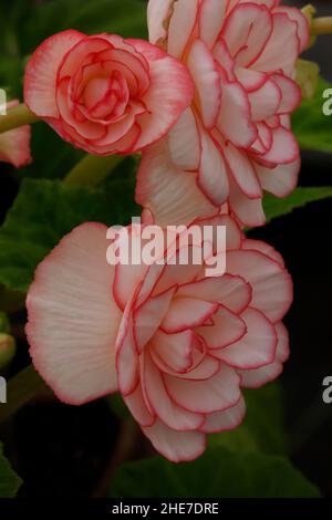 Weiße und zarte rosa Picotee Begonia Knollen, Begonien mit dunkelrosa Rändern, Doppelblüten, rosenähnliche Blumen, geriffelte Blütenblätter, Tuberhybrida Stockfoto