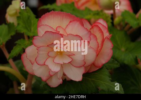 Weiße und zarte rosa Picotee Begonia Knollen, Begonien mit dunkelrosa Rändern, Doppelblüten, rosenähnliche Blumen, geriffelte Blütenblätter, Tuberhybrida Stockfoto