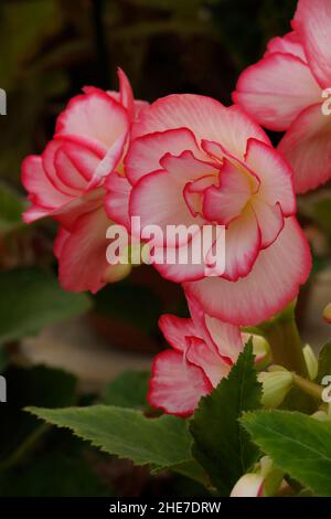 Weiße und zarte rosa Picotee Begonia Knollen, Begonien mit dunkelrosa Rändern, Doppelblüten, rosenähnliche Blumen, geriffelte Blütenblätter, Tuberhybrida Stockfoto