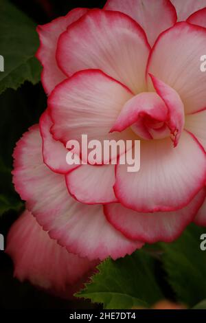 Weiße und zarte rosa Picotee Begonia Knollen, Begonien mit dunkelrosa Rändern, Doppelblüten, rosenähnliche Blumen, geriffelte Blütenblätter, Tuberhybrida Stockfoto