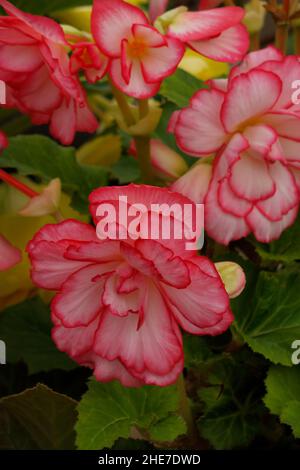 Weiße und zarte rosa Picotee Begonia Knollen, Begonien mit dunkelrosa Rändern, Doppelblüten, rosenähnliche Blumen, geriffelte Blütenblätter, Tuberhybrida Stockfoto