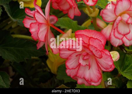 Weiße und zarte rosa Picotee Begonia Knollen, Begonien mit dunkelrosa Rändern, Doppelblüten, rosenähnliche Blumen, geriffelte Blütenblätter, Tuberhybrida Stockfoto