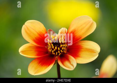 Das goldene Zentrum dieser Dahlia dient als faszinierender Mittelpunkt, umgeben von Blütenblättern, die nahtlos von tiefem Rot zu weichem Orange übergehen Stockfoto