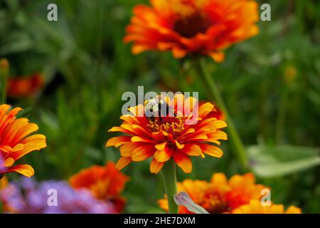 Gewöhnliche Zinnien Orange und Rot Doppelte Blütenblätter in einem Zinnia Garten, Zinnia elegans Stockfoto