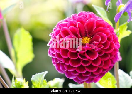 Eine dunkelrosa Magenta-Dahlia-Knollen-Blume in einem Garten mit Dahlien mit tuberösen Blütenblättern, Burlesca, Franz Kafka, an einem sonnigen Tag Stockfoto