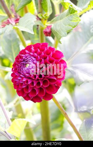 Eine dunkelrosa Magenta-Dahlia-Knollen-Blume in einem Garten mit Dahlien mit tuberösen Blütenblättern, Burlesca, Franz Kafka, an einem sonnigen Tag Stockfoto