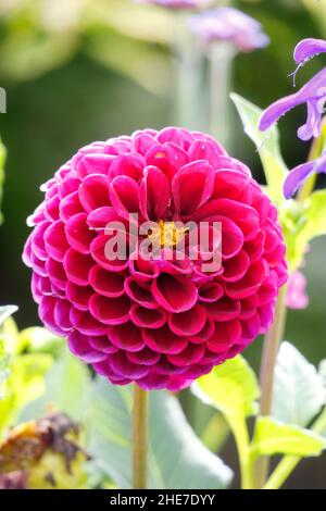 Eine dunkelrosa Magenta-Dahlia-Knollen-Blume in einem Garten mit Dahlien mit tuberösen Blütenblättern, Burlesca, Franz Kafka, an einem sonnigen Tag Stockfoto