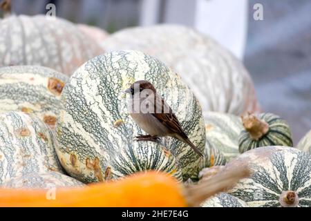 Sperling Vogel thronte auf einem warty Orange Gourd in einem Kürbis Patch von grün und weiß gestreiften Winter Squash Cushaw Stockfoto