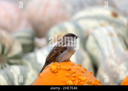 Sperling Vogel thronte auf einem warty Orange Gourd in einem Kürbis Patch von grün und weiß gestreiften Winter Squash Cushaw Stockfoto