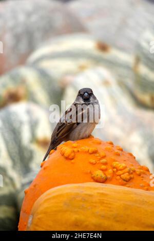 Sperling Vogel thronte auf einem warty Orange Gourd in einem Kürbis Patch von grün und weiß gestreiften Winter Squash Cushaw Stockfoto