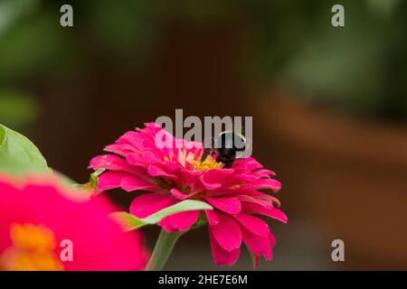 Hummel auf einem dunkelrosa, heiß-rosafarbenen Zinnia, selektives Foto mit Fokus und Kopierbereich Stockfoto