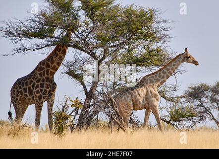 Seitenansicht von zwei Giraffen, die die Wildnis durchqueren. Safari-Tiere und Wildtiere im Etosha National Park, Namibia, Südafrika. Stockfoto