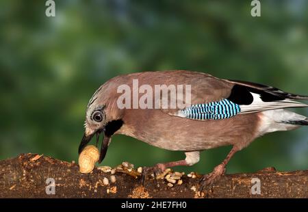 Eurasischer Eichelhäher, Der Erdnuss Frisst Stockfoto