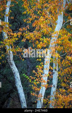 Arizona Sycamore Baum in Herbstfarbe; Chiricahua Mountains, Coronado National Forest, Arizona. Stockfoto