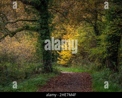 Weg durch den Wald mit gelbem Busch, Herbst in North Devon, England. Herbst. Stockfoto