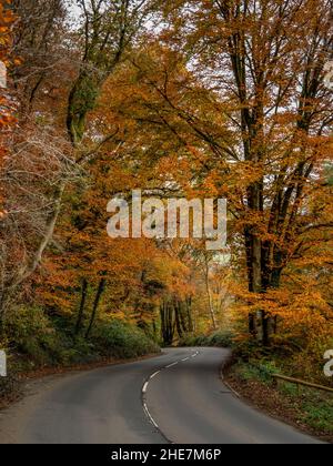 Herbstfarben von Bäumen, die die Straße in North Devon, England säumen. Vertikale Aufnahme. Stockfoto