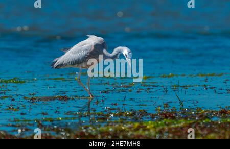 Weißgesichtige Reiher auf der Suche nach Nahrung am Rand des Wassers. Stockfoto