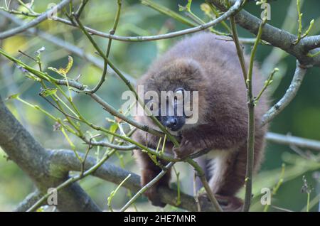 Rotbauchlemur sitzt in einem Baum Stockfoto