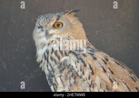 Porträt einer eurasischen Adlereule Stockfoto
