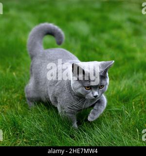 Graue Katze auf grünem Gras, wilder Jäger, Nahaufnahme mit selektivem Fokus Stockfoto