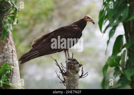 Ein kleiner gelbköpfiger Geier, gefangen in Chiriqui, Panama. Stockfoto