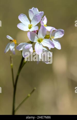 Blasse rosa Blüten der Kuckuckblume, Lady's Smock, Cardamine pratensis, Großbritannien Stockfoto