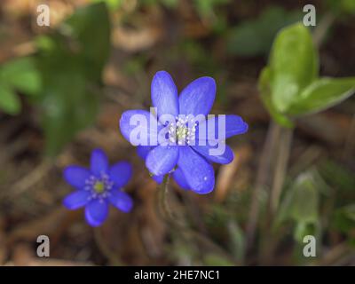 Leberblüte (Hepatica nobilis) Stockfoto