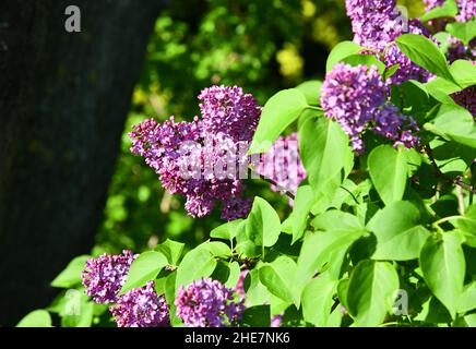 Gemeiner Flieder im Garten Stockfoto