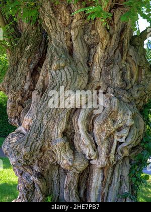 Großblättriger Kalk (Tilia platyphyllos), Kempten, Allgäu, Bayern, Deutschland Stockfoto