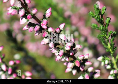 Makro von zarten Blüten auf einer Heidekraut-Pflanze Stockfoto