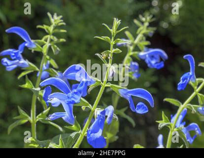 Blauer Salbei, Salvia patens Stockfoto