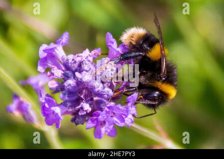 Nahaufnahme einer Buff-tailed Bumblebee (Bombus terrestris) auf einer Lavendelpflanze Stockfoto