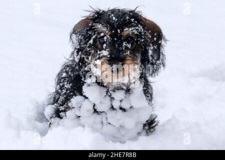 Zwergdachshund-Teckel-Welpe (5 Monate alt), der im Schnee sitzt und an einem Wintertag mit Schneebällen bedeckt ist Stockfoto