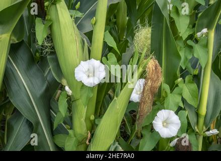 Im Maisfeld wächst der Bindenkraut (Calystegia sepium) Stockfoto